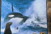 The Life Trilogy  / David Attenborough