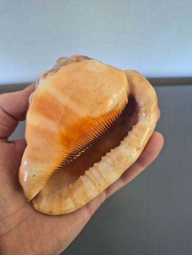 Large Shell Home decor