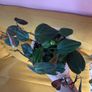 houseplant Philodendron Micans Image 4