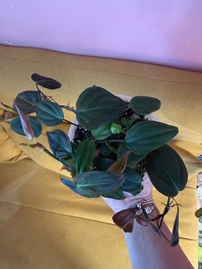 houseplant Philodendron Micans