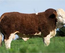 2 Serious Quality Simmental Bulls For Sale