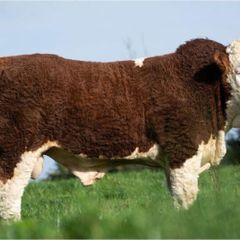 2 Serious Quality Simmental Bulls For Sale
