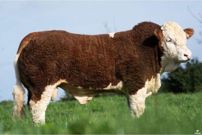 2 Serious Quality Simmental Bulls For Sale