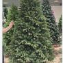 Christmas Tree Image 3