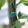 Plant Fixed Tie Image 2
