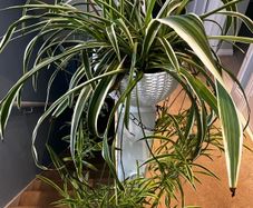 spider plant