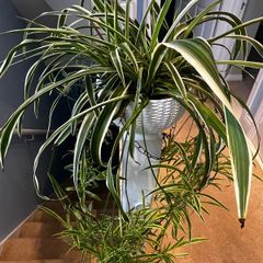 spider plant