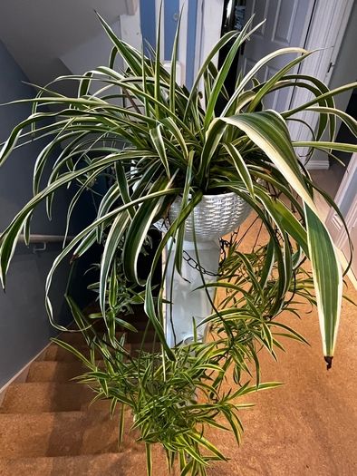 spider plant