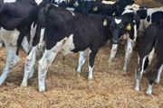 Fresian Bulls