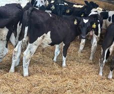 Fresian Bulls
