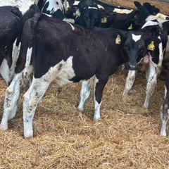 Fresian Bulls