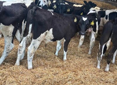 Fresian Bulls