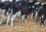 Fresian Bulls