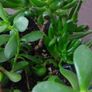 Large mixed succulent plant arrangement Image 2