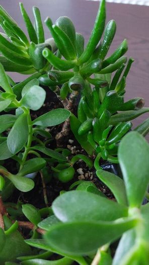 Large mixed succulent plant arrangement
