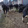 Incalf friesian heifers Image 3