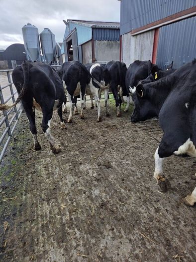 Incalf friesian heifers