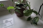 Scindapsus Trebie planter