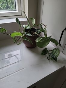 Scindapsus Trebie planter