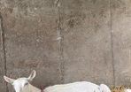 Milk goats