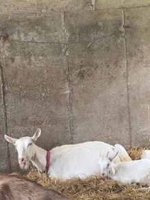 Milk goats