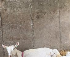 Milk goats