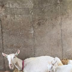 Milk goats