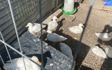 call ducklings and silkie chicks