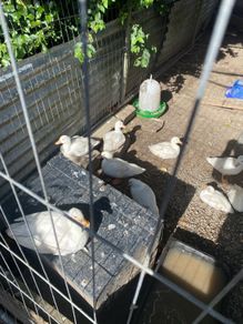 call ducklings and silkie chicks