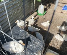 call ducklings and silkie chicks