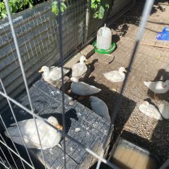 call ducklings and silkie chicks