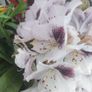 Cordyline trees 3/4ft  just 45 euro Image 3