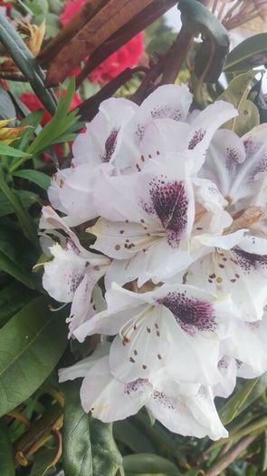 Cordyline trees 3/4ft  just 45 euro