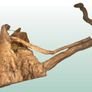 Red Moor Wood/Azalea Wood Image 2