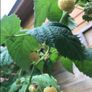 Yellow Big Raspberry plant Image 9