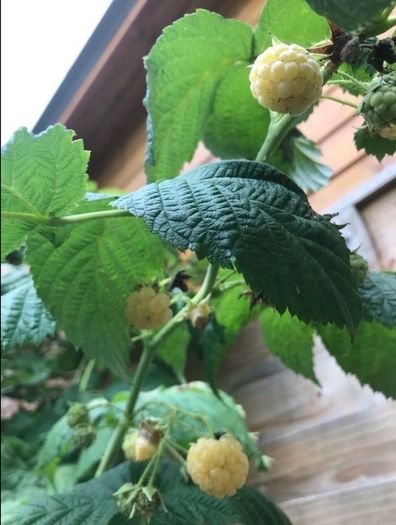 Yellow Big Raspberry plant