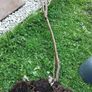 Mature Blackcurrant Plant Image 6