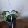 Plant Image 2