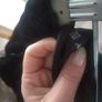 Black velvet look shorts size 8 Image 4