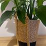 Peace lily 24cm Image 6