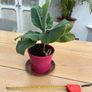 Banana plant Image 2