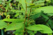 Willow plant saplings