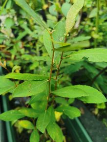 Willow plant saplings