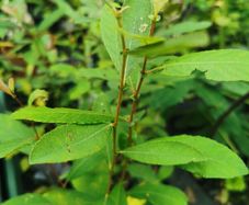Willow Salix plant saplings