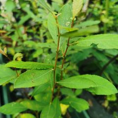 Willow plant saplings