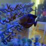 Angled Coral Frag Racks Image 6