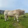 Charolais bull Image 2