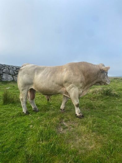 Charolais bull