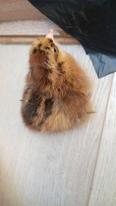 chicks