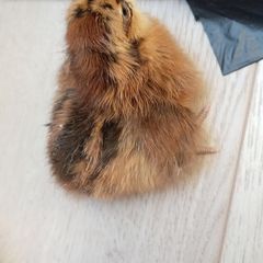 chicks